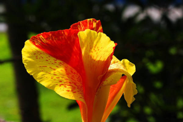 red canna