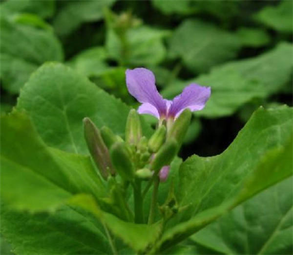 Original Orychophragmus violaceus