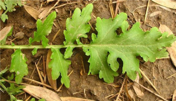 Original Orychophragmus violaceus