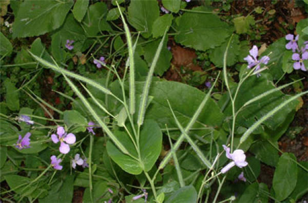 Original Orychophragmus violaceus