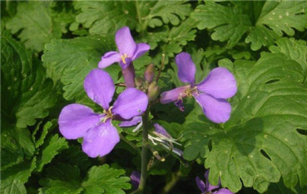 Original Orychophragmus violaceus