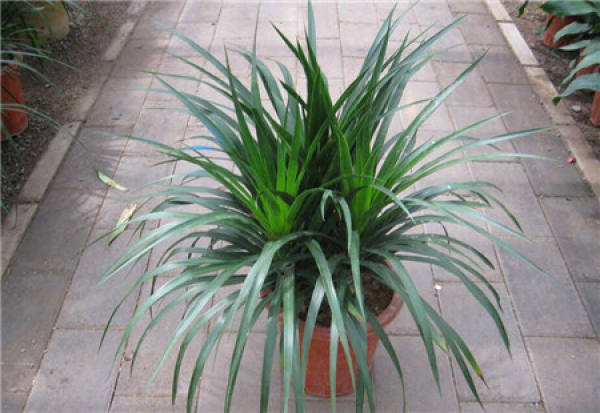 Dracaena cochinchinensis potted