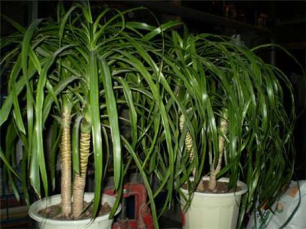 potted dragon blood tree