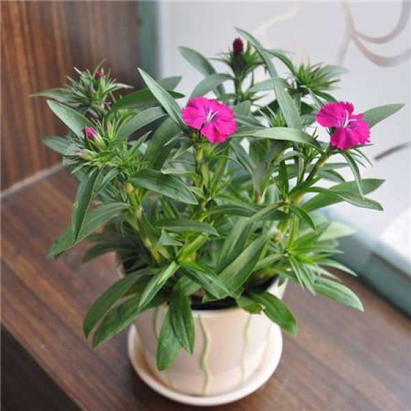 Method for culturing pink
