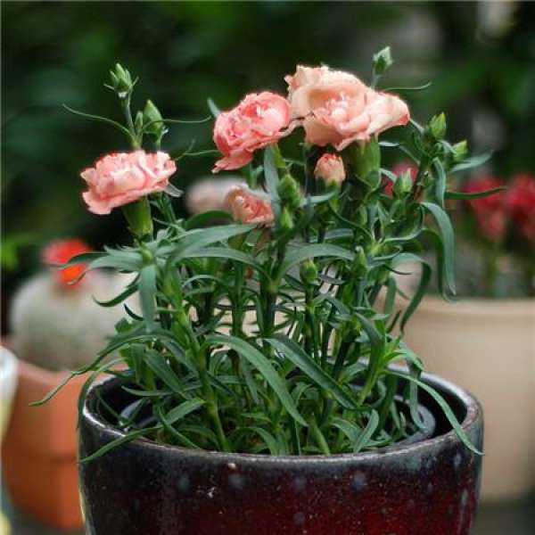 Method for culturing pink