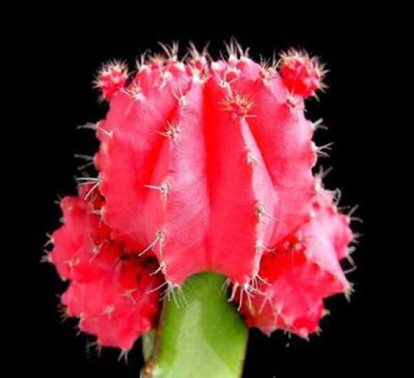 water management of Fei peony