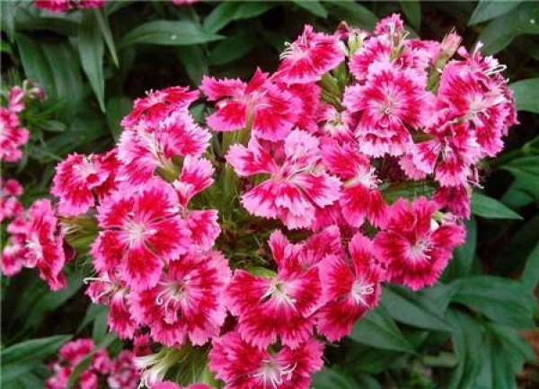 Spring maintenance of pink