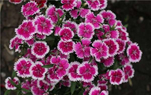 carnation spring maintenance