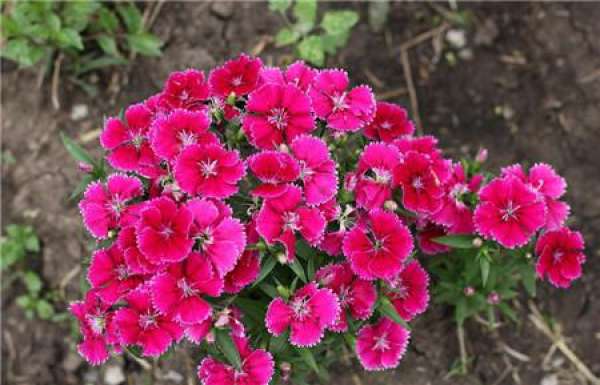 carnation spring maintenance