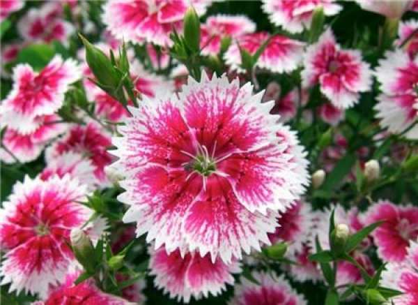 American pink