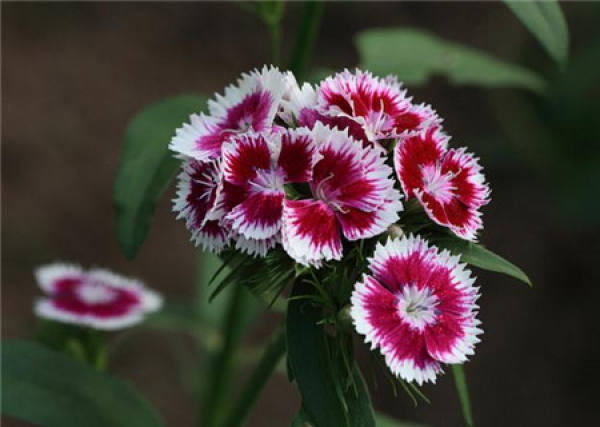 American pink