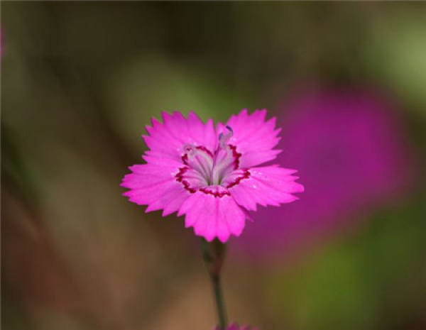 American pink