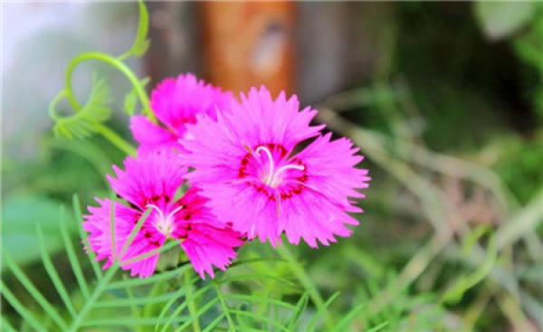 American pink