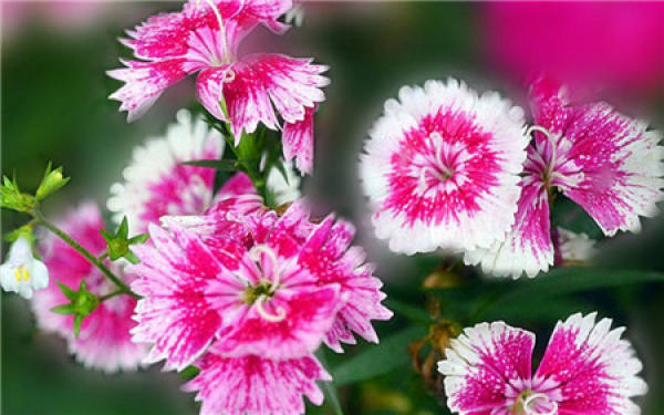 American pink