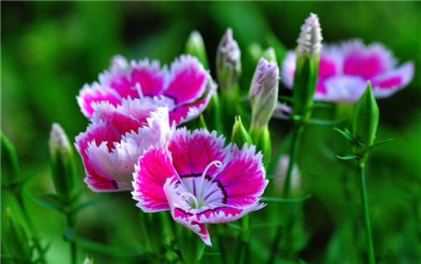 American pink