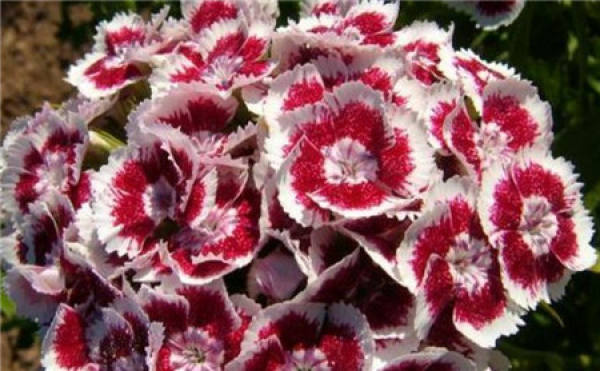 American pink