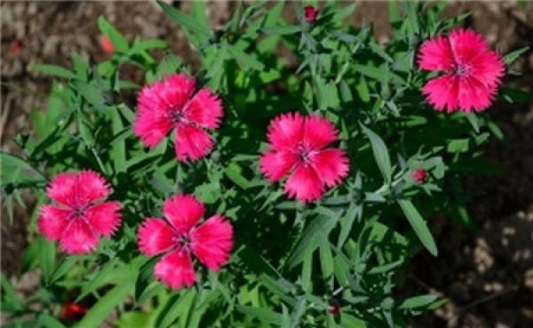 Planting method of pink