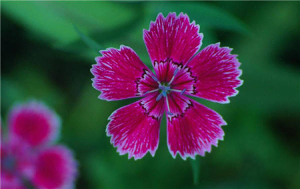 planting method of carnation
