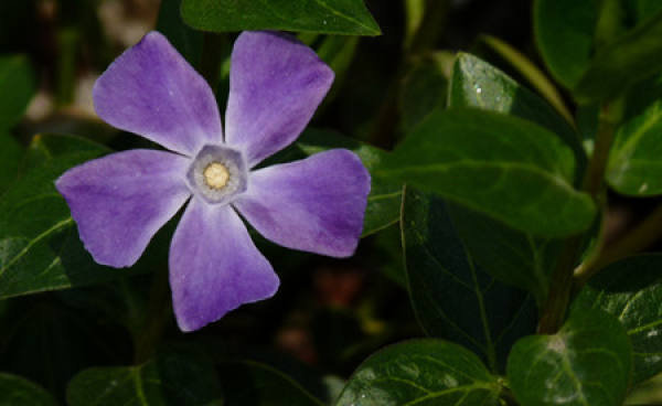 Cultivation method of vinca