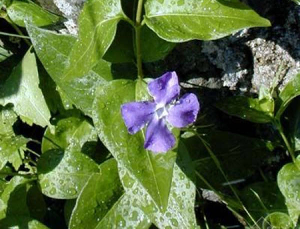 The technique of watering vinca