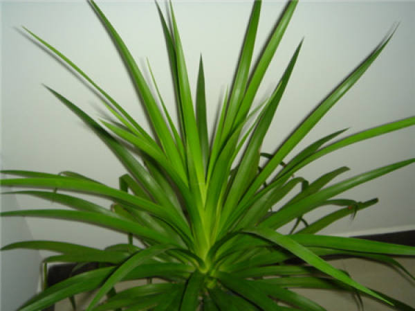 The main species of Dracaena: Dracaena cochinchinensis