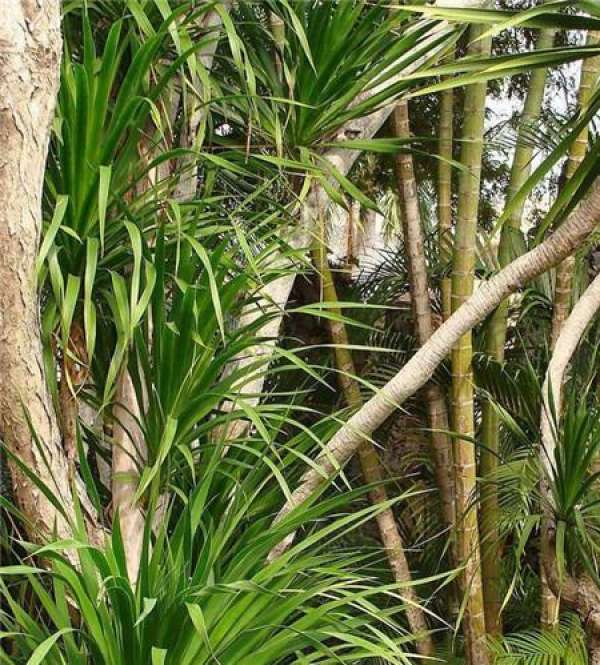 The main species of Dracaena: Dracaena cochinchinensis