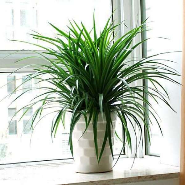The main species of Dracaena: Dracaena cochinchinensis