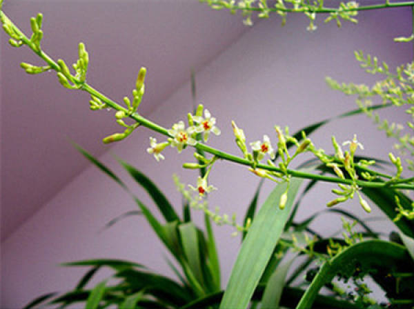 main categories of dragon blood tree: sword leaf dragon blood tree