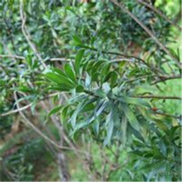 main categories of dragon blood tree: sword leaf dragon blood tree