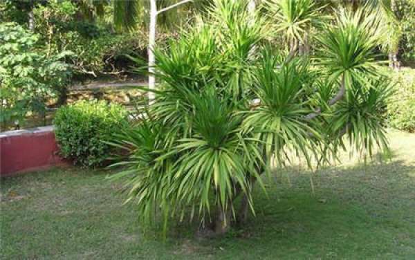 How does the dragon's blood tree split?