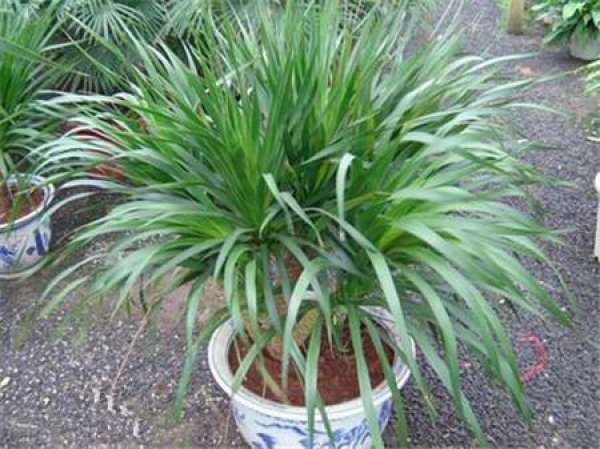 How does the dragon's blood tree split?