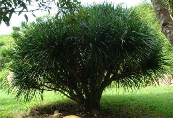 how does dragon blood tree split