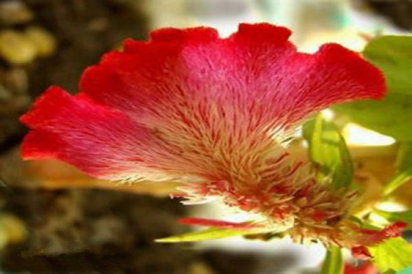 Cultivation of Celosia cristata L.