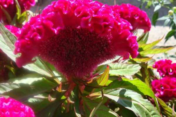 cultivation of cockscomb