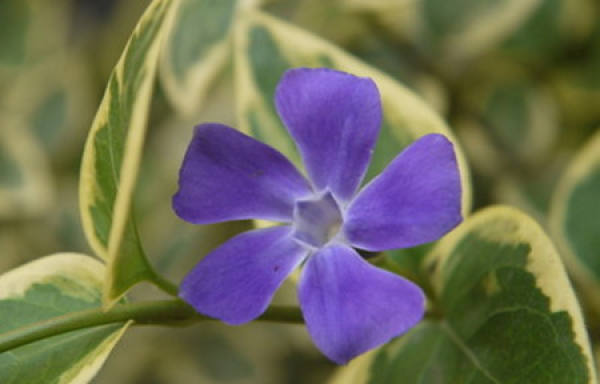 Varieties of Vinca vinifera — — Vinca sinensis