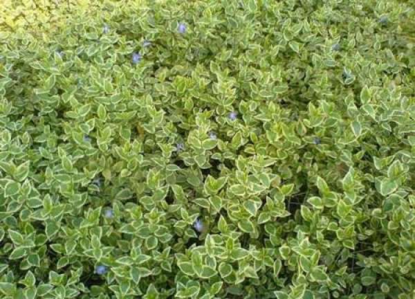 a variety of vines: vines with flowers and leaves