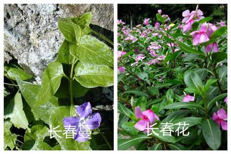 长春蔓和长春花的区别之植株形态