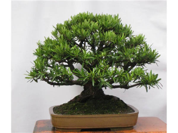 Cultivation method of Podocarpus macrophylla