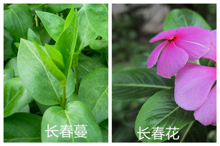 长春蔓和长春花的区别之叶子形态
