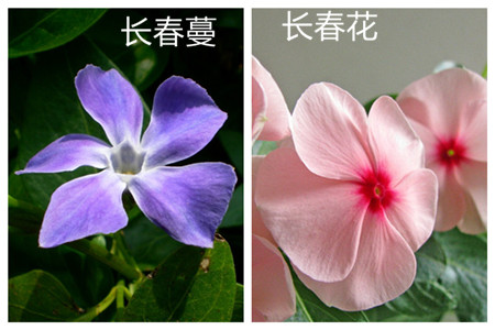 长春蔓和长春花的区别之花朵形态
