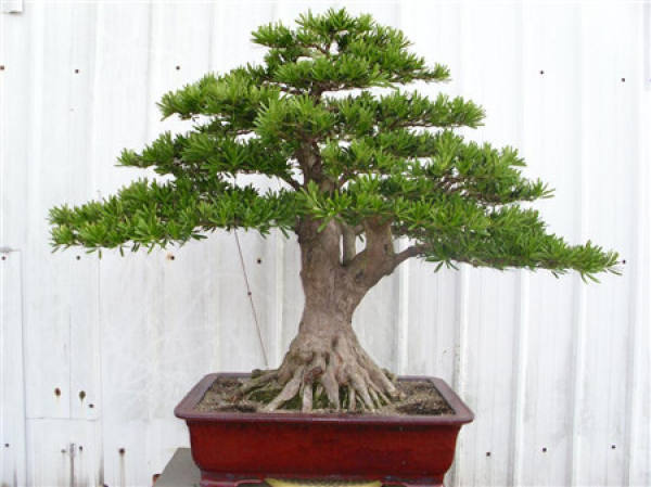 cultivation method of luohansong