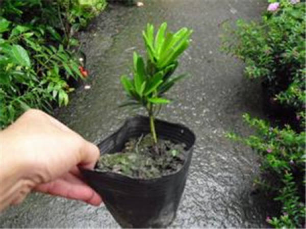 Propagation of Podocarpus macrophyllus: Sowing