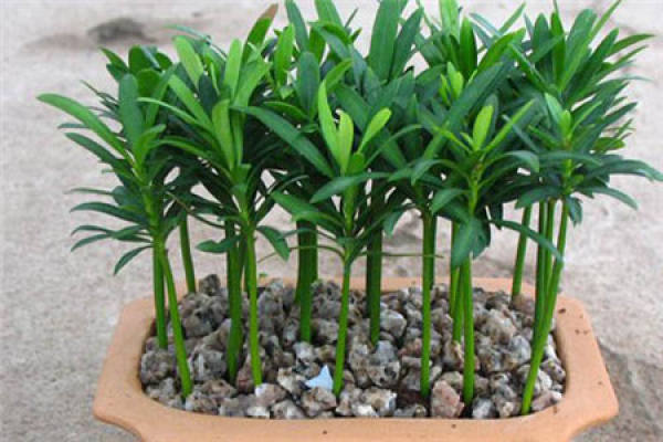 propagation mode of Podocarpus: sowing