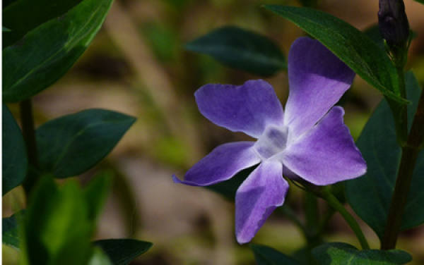 The Propagation Way of Vinca by Sowing