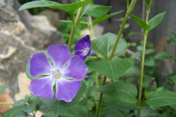The Propagation Way of Vinca by Sowing