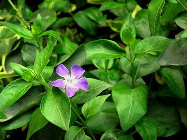 The Propagation Way of Vinca by Sowing