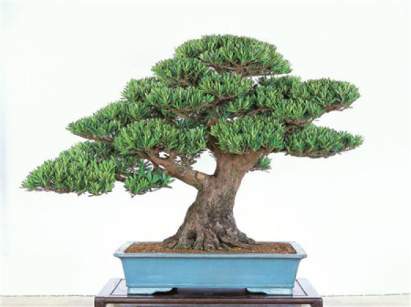 How to Prune Potted Podocarpus