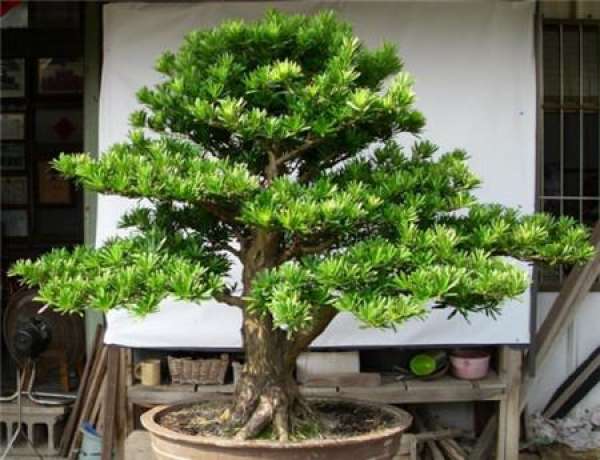 How to Prune Potted Podocarpus