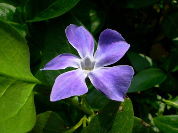 Do the vines bloom?