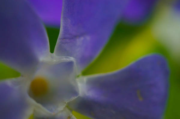 do vines bloom